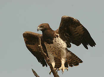 Machaba Camp: Adler Machaba Camp: Adler