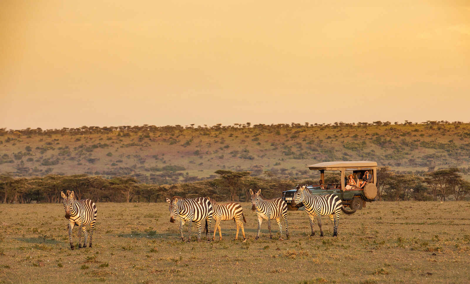 Mara Plains Jahazi: Zebras Mara Plains Jahazi: Zebras