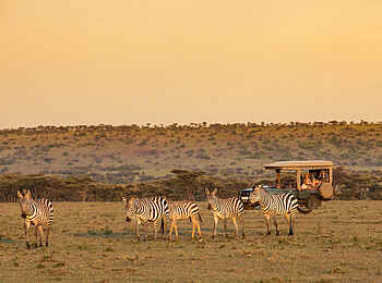 Mara Plains Jahazi: Zebras