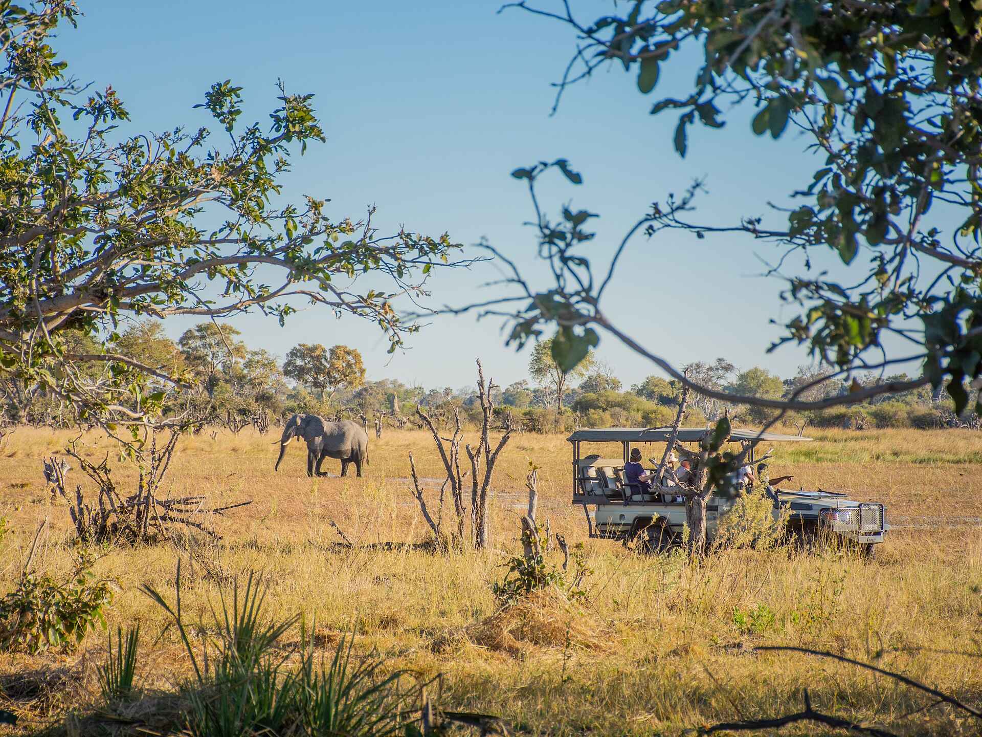 Mma Dinare Camp: Pirschfahrt