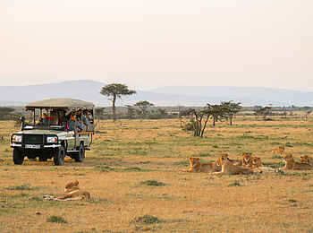 Naboisho Camp: Morning Game Drive