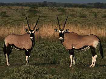 Nxai Pan Camp: Oryx-Paar