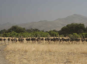 Okahirongo Elephant Lodge: Straussenvögel en masse Okahirongo Elephant Lodge: Straussenvögel en masse