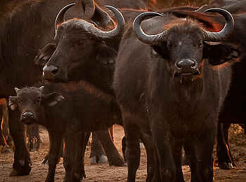 Old Drift Lodge: Eine Büffelherde Old Drift Lodge: Eine Büffelherde