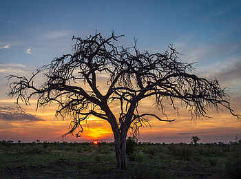 Qorokwe Camp: Abendstimmung