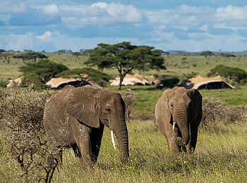 The Retreats at Namiri Plains Camp: Elefanten beim Camp The Retreats at Namiri Plains Camp: Elefanten beim Camp