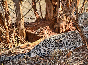 The Royal Madikwe: Leopard