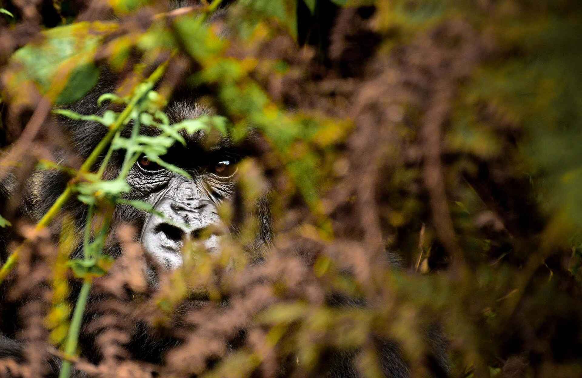 Sabyinyo Silverback Lodge: Gorilla im Busch