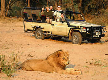 Sausage Tree Camp: Männlicher Löwe