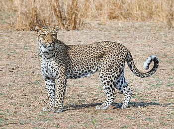 Shawa Luangwa Camp: Leopard