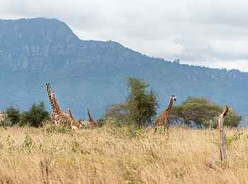 Soroi Lions Bluff Lodge: Giraffen 