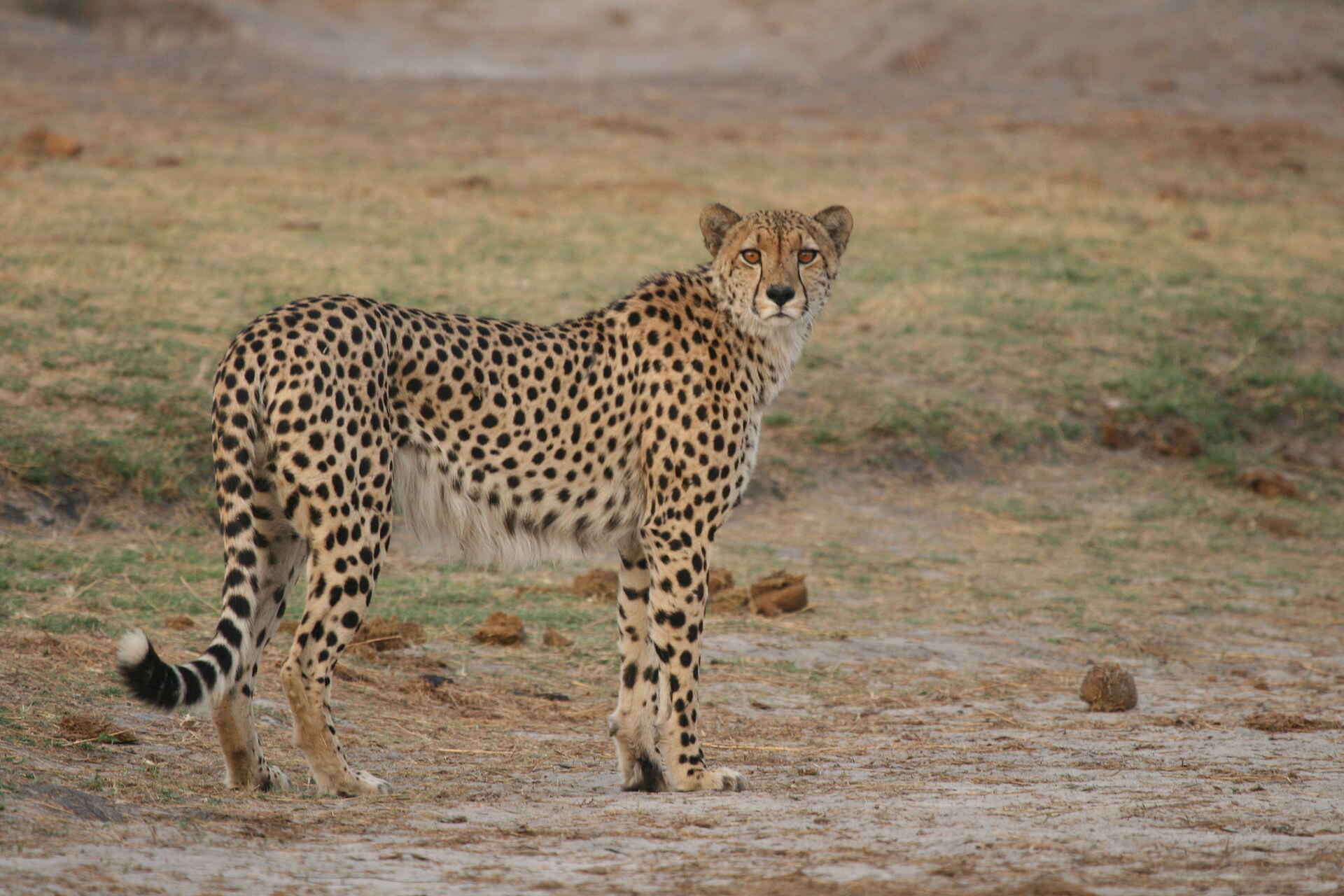 Hwange National Park, The Hide, Gepard, Raubkatze, Vlei, Preston Family