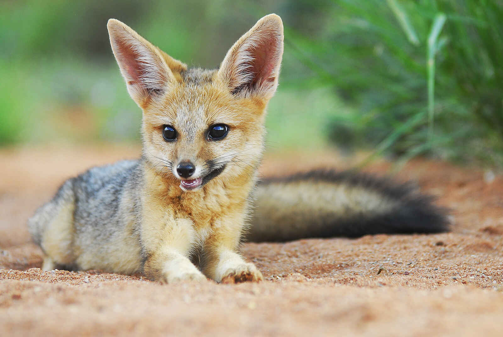 The Motse Tswalu: Fuchs Junges The Motse Tswalu: Fuchs Junges