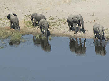 Linyanti Bush Camp: Elefanten am Linyanti-Ufer Linyanti Bush Camp: Elefanten am Linyanti-Ufer