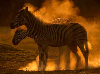 Selinda Camp: Steppenzebra