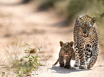 Singita Ebony Lodge: Leoparden auf der Pirsch Singita Ebony Lodge: Leoparden auf der Pirsch