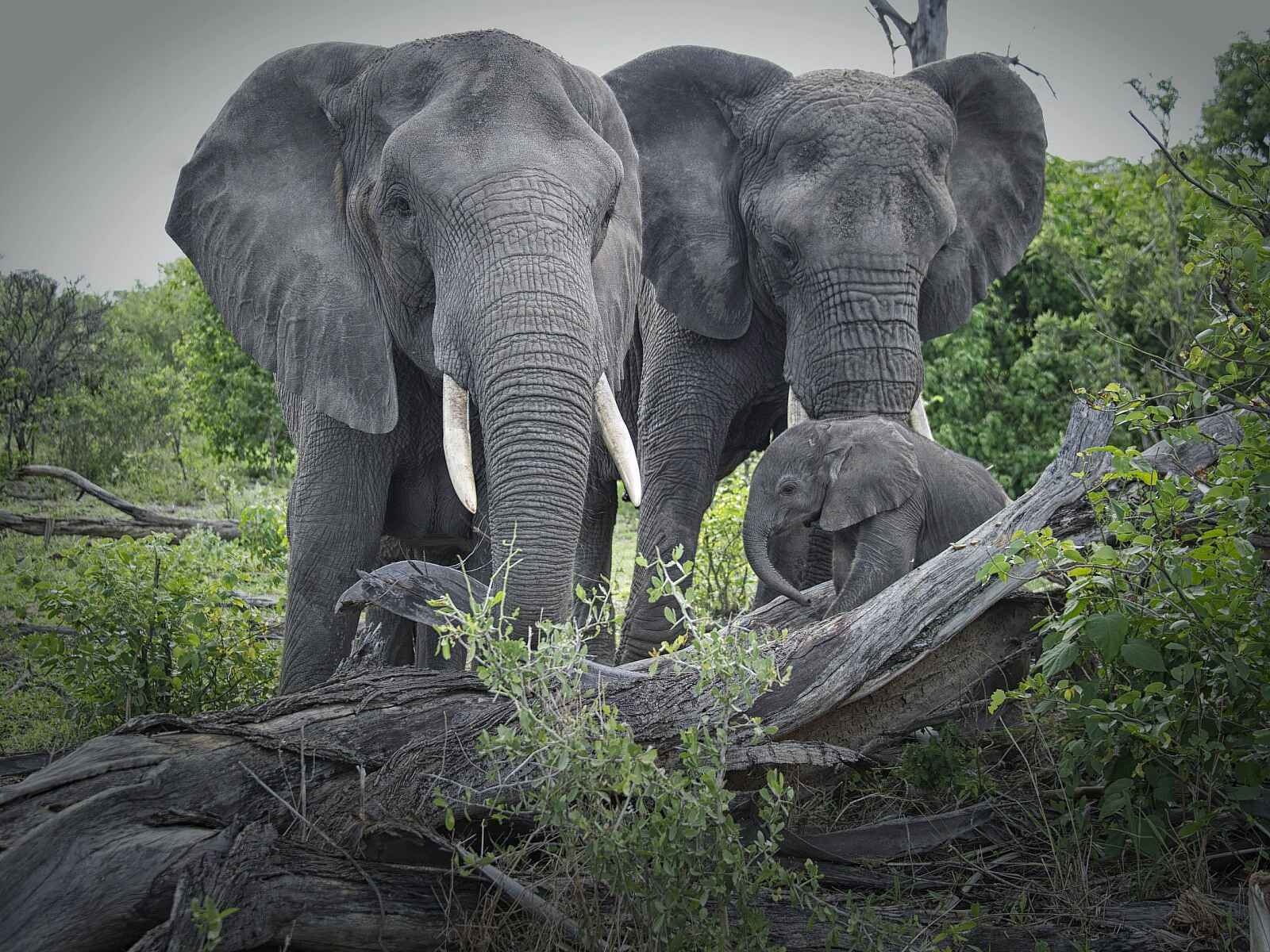Abu Camp: Gut behütet bei den Großen Abu Camp: Gut behütet bei den Großen