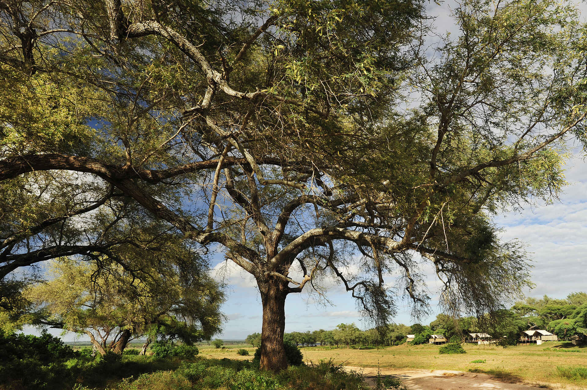 Abenteuer, Abgeschiedenheit, afrikarma, afrikarma.de, Ana Tree Camp, Anabaum, Anabezi, Anabezi Camp, Anabezi Luxury Tented Camp, Chalets, Charles Davy, Charles Davy und Yusuf Zumla, Entspannung, Erholung, Jeki, Kulefu, Leopard, Lower Zambezi, Lower Zambezi National Park, Lower Zambezi Nationalpark, Lusaka, Luxus, Mushika River, Panorama, Sambesi, Sambia, Wildnis, Yusuf Zumla, Zambezi, Zeltchalets, Bäume, Gästezelte, Gesamtansicht, Afrikarma Safaris, Afrikarma Safaris - Wildnis. Hautnah., Afrikarma GmbH