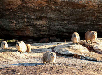 Big Cave Camp: Artenreichtum