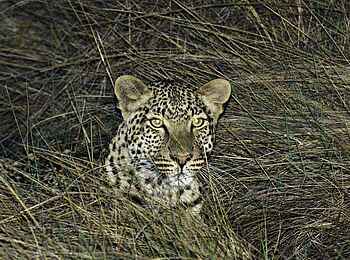 Busanga Bush Camp: Leopard im Dickicht der Busanga Plains Busanga Bush Camp: Leopard im Dickicht der Busanga Plains
