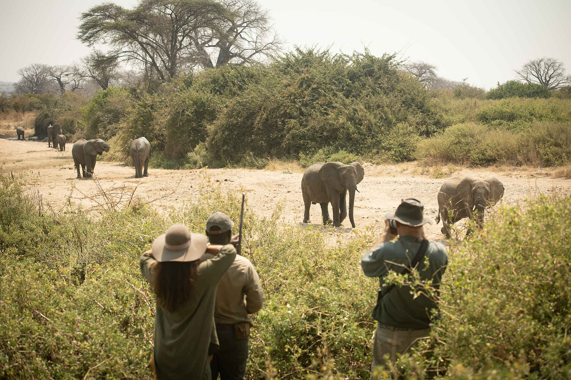 Charlie Ruaha Safari Camp: Elefanten auf Wanderung