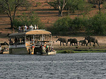 Chobe Safari Lodge: Elefanten auf dem Weg zum Flussufer Chobe Safari Lodge: Elefanten auf dem Weg zum Flussufer
