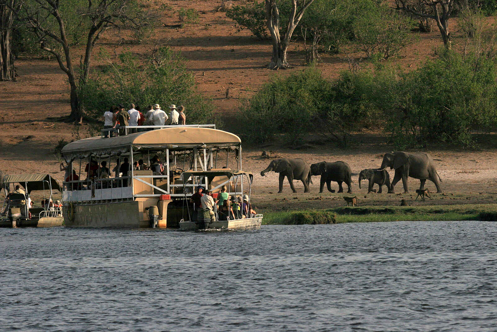 Chobe Safari Lodge: Elefanten auf dem Weg zum Flussufer Chobe Safari Lodge: Elefanten auf dem Weg zum Flussufer