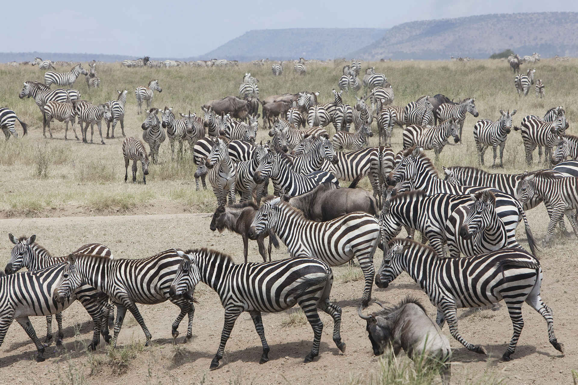 Dunia Camp: Zebraherde