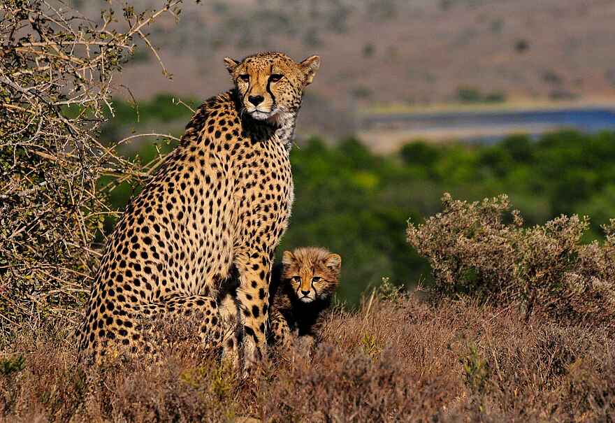 Great Fish River Lodge: Gepardenjunges Great Fish River Lodge: Gepardenjunges