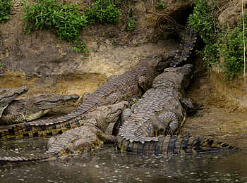 Katuma Bush Lodge: Mehrere Krokodile verlassen das Wasser