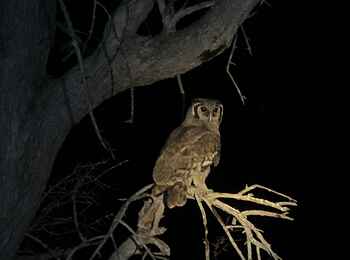 Kujwana Camp: Afrikanische Weißgesichtseule