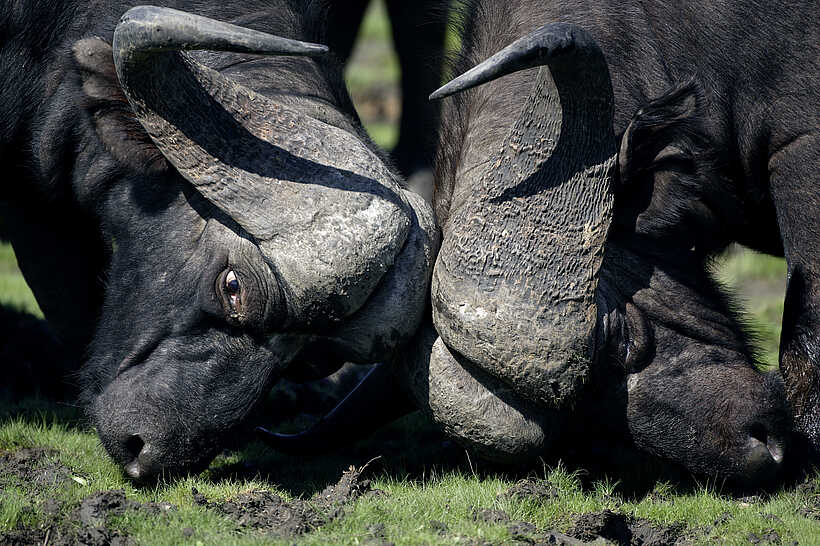 Kwara Camp: Kämpfende Büffel