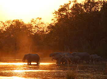 Kweene River Camp: Elefantenherde am Fluß