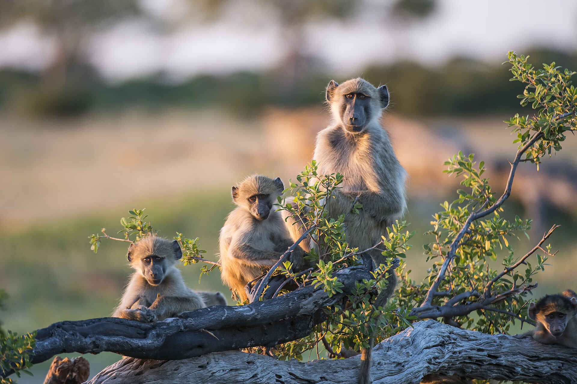 Linkwasha Camp: Affen