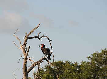 Macatoo Camp: Kaffernhornrabe