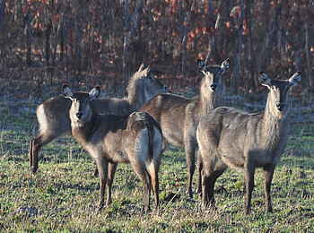 Nanzhila Plains Safari Camp: Wasserböcke Nanzhila Plains Safari Camp: Wasserböcke