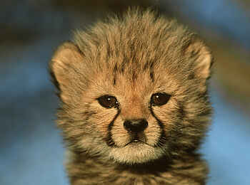 Okonjima Plains Camp: Gepardenbaby Okonjima Plains Camp: Gepardenbaby