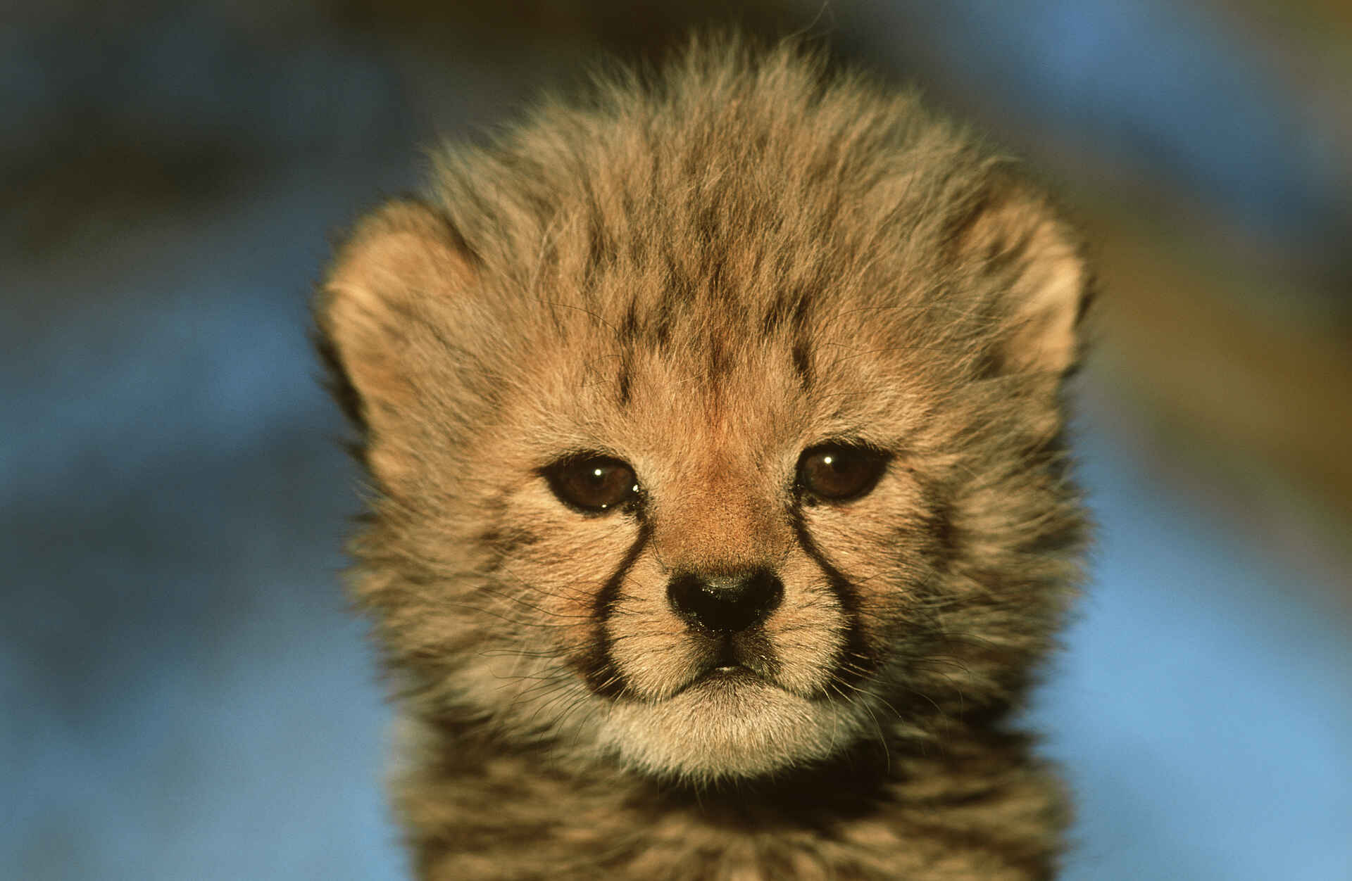 Okonjima Plains Camp: Gepardenbaby