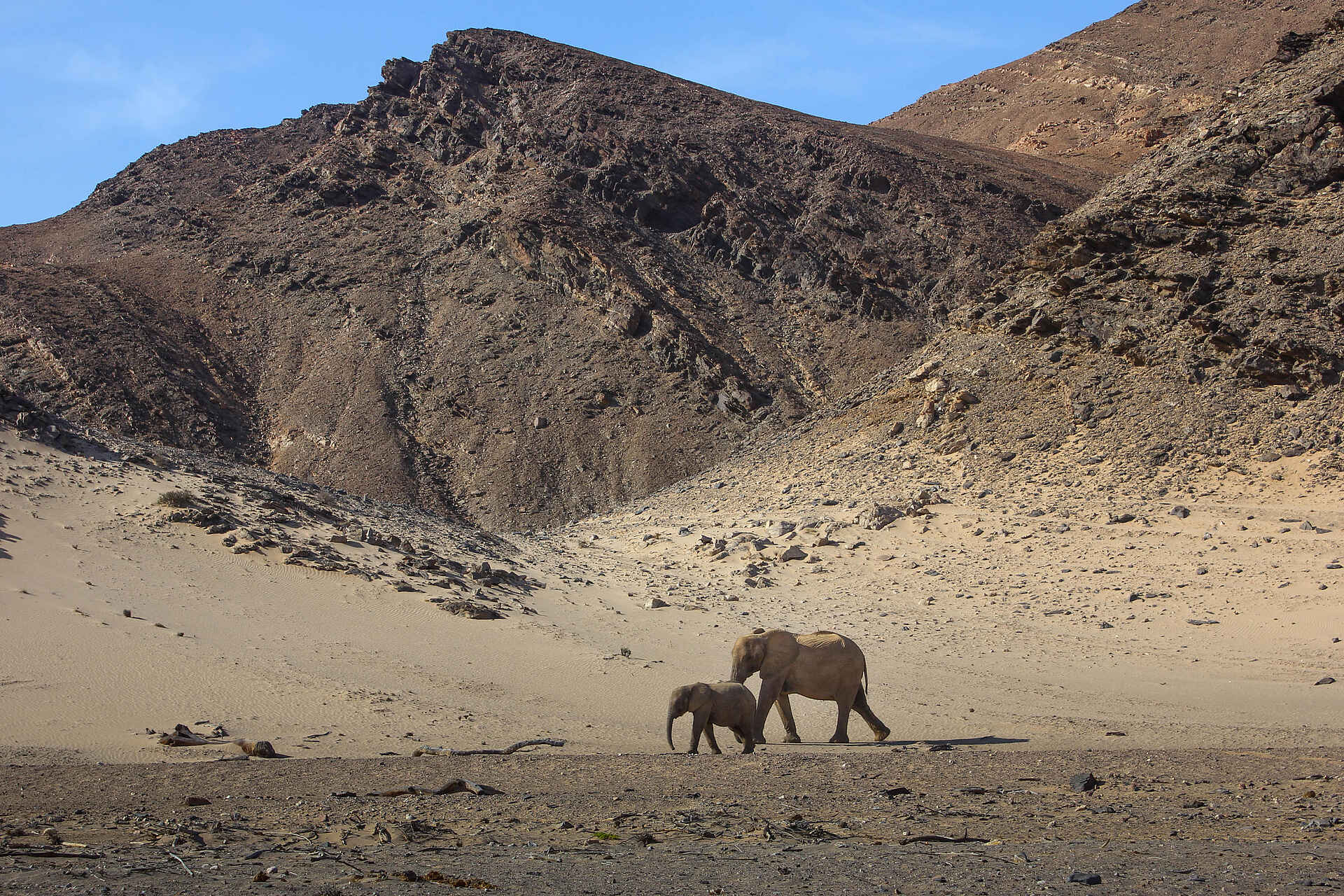 Onduli Enclave Private Villa: Elefanten