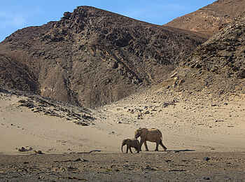 Onduli Enclave Private Villa: Elefanten