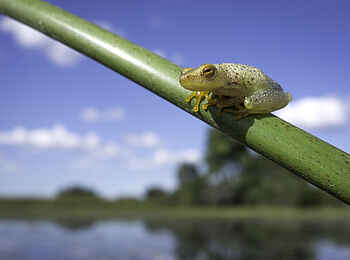 Pelo Camp: Riedfrosch Pelo Camp: Riedfrosch