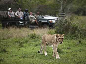 Phinda Mountain Lodge: Löwin Phinda Mountain Lodge: Löwin