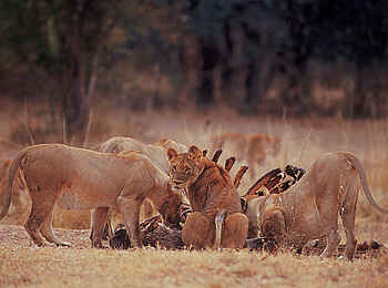 Robin Pope Safaris: Löwen über der Beute