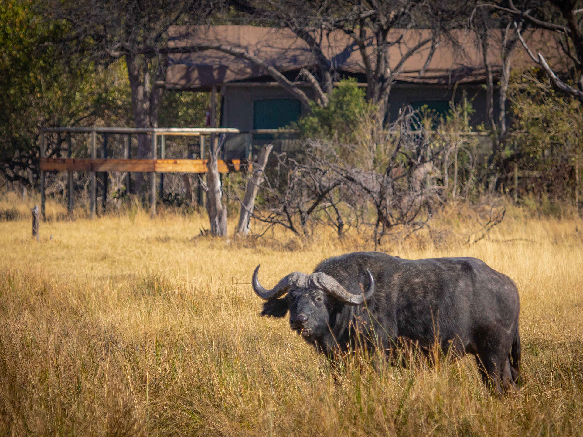 Rra Dinare: ein Büffel vor dem Camp