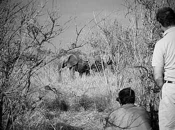 Sand Rivers Selous: Elefantenbeobachtung