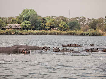 Sindabezi Island Camp: Nilpferde im Fluss