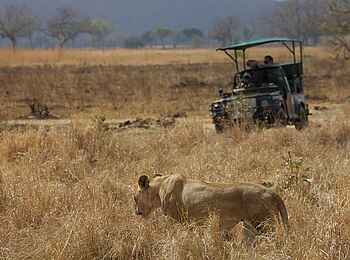 Stanley's Kopje Camp: Löwin Stanley's Kopje Camp: Löwin