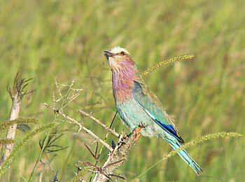Tarangire Safari Lodge: Gabelracke Tarangire Safari Lodge: Gabelracke