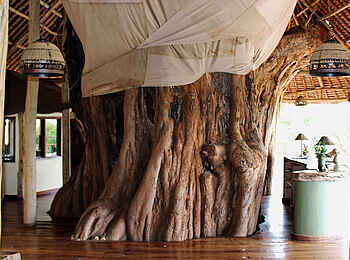 Tarangire Treetops: Baobab in der Lounge