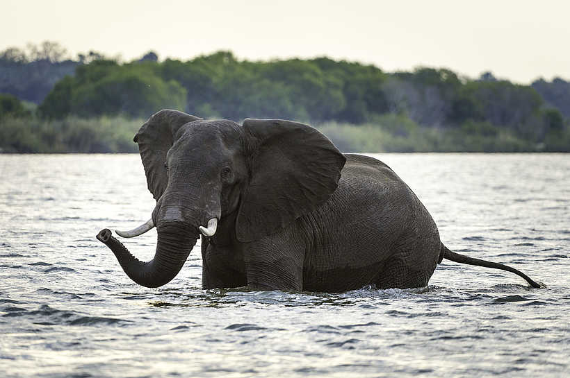 Toka Leya Camp: Badender Elefant Toka Leya Camp: Badender Elefant